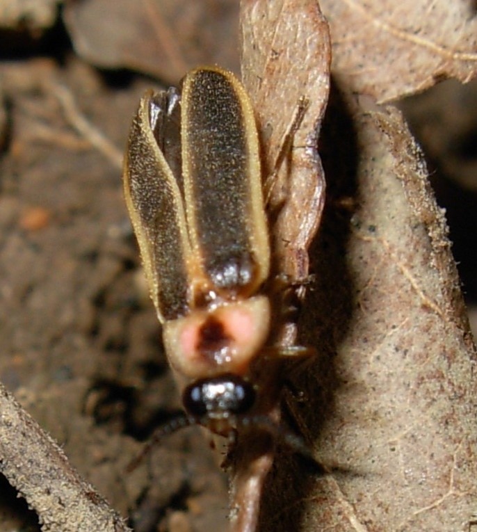 An image of a firefly